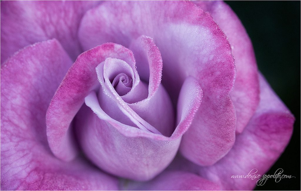 Rose Flower