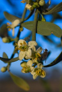Desert Lime Flower with bee