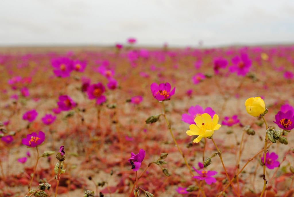 Field of flowers in the Atacama Desert