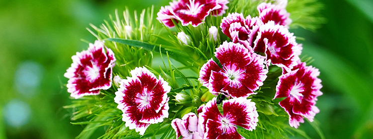 Dianthus flowers
