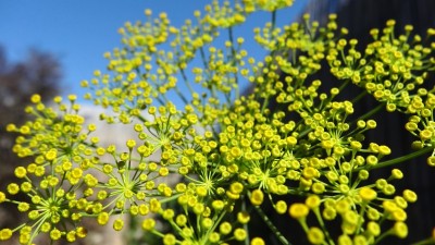 Dill Flower