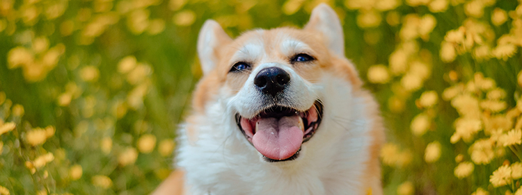 Corgi Dog on Green Grass