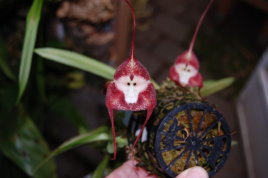 Dracula simia flower