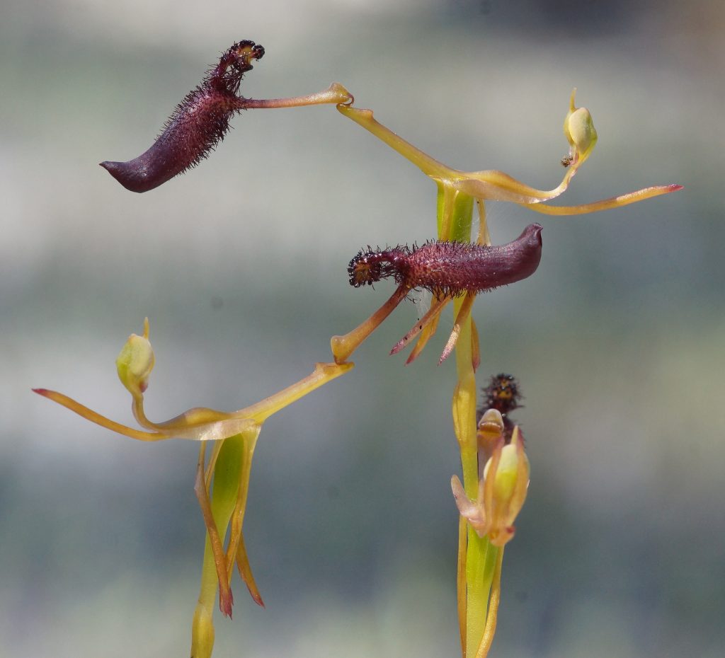Drakaea glyptodon flower