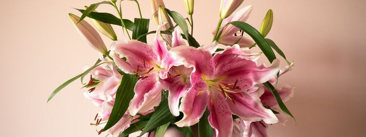 Oriental lilies in a vase