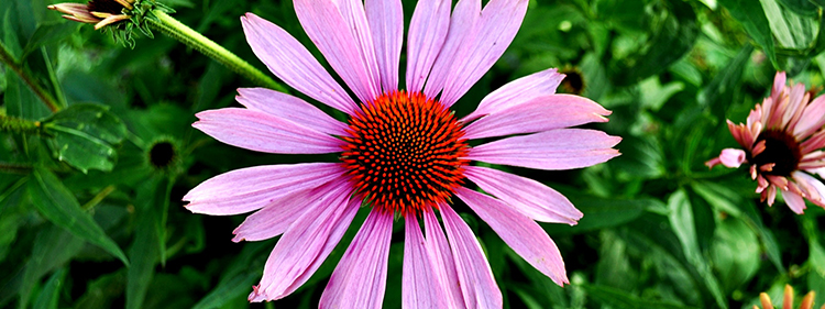 Echinacea flower