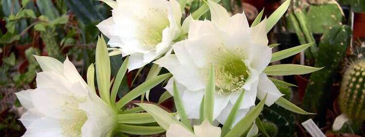 White Domino Cactus Flowers