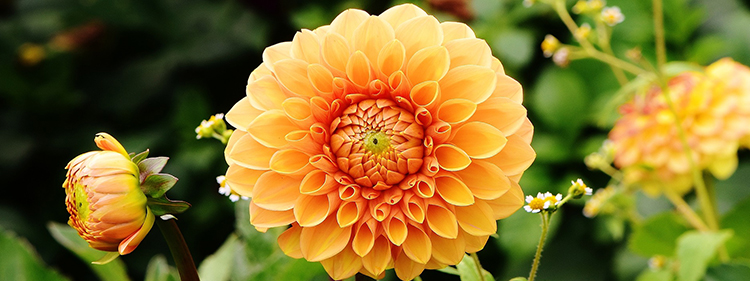 Dahlia Flower
