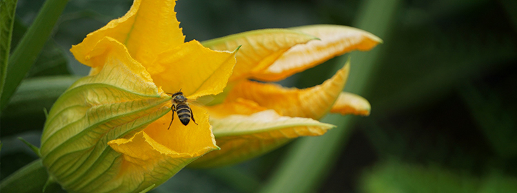 Zucchini Flower