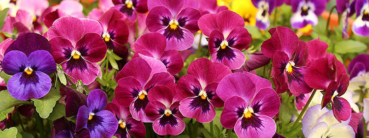 Pansy Flowers