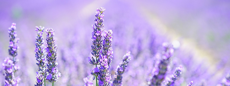 Edible Flower: Lavender