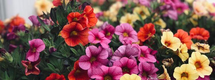Multicoloured Flowers