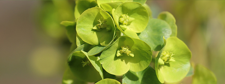 Flowering plant