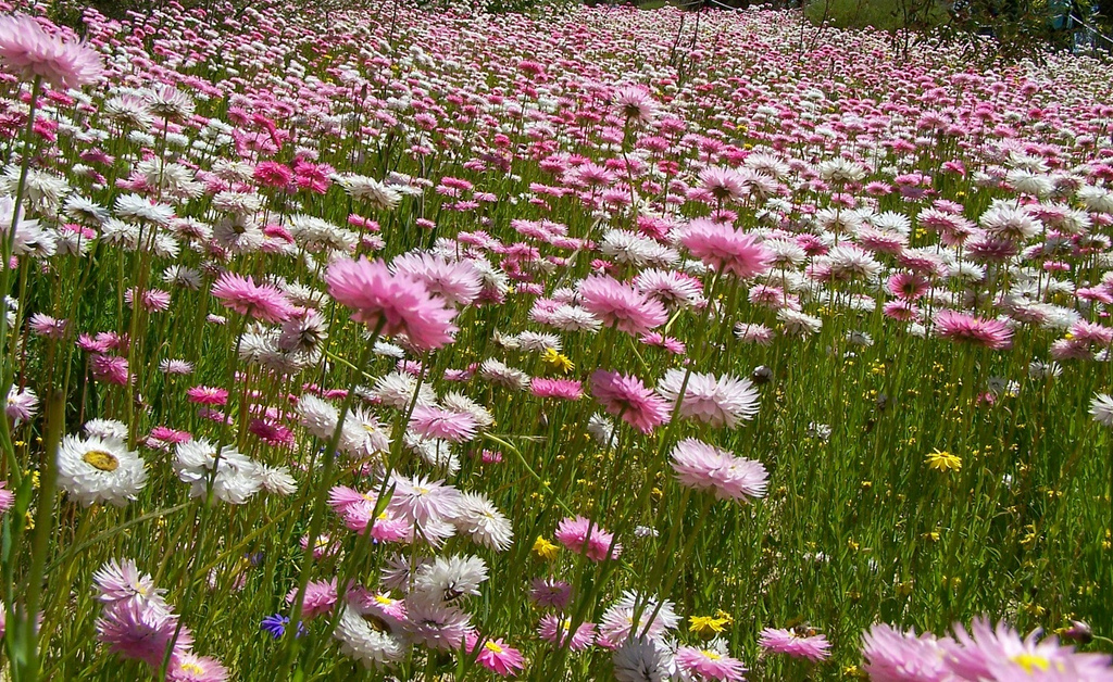 Field of flowers at Kings park, Perth Australia