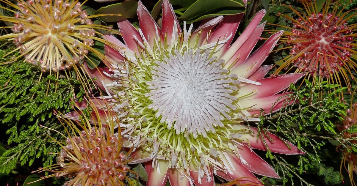 A Complete Guide to Growing Proteas in Australia