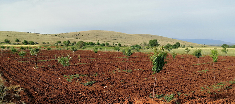 Cultivated land with trees 