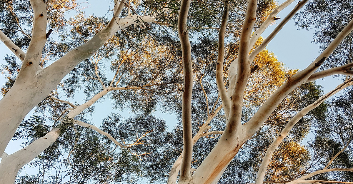 Australia’s Top Evergreen Trees: The Ultimate Guide