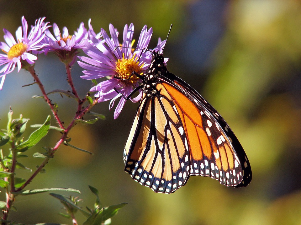 Discover the magic of a Butterfly Garden
