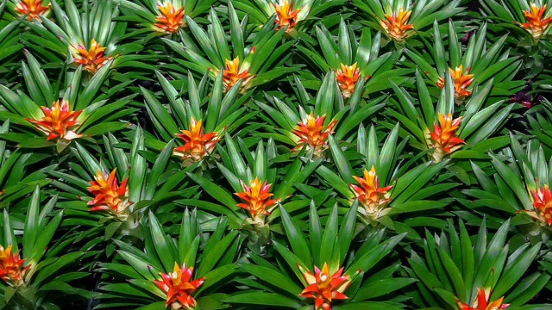 Growing Bromeliads: Everything you need to know