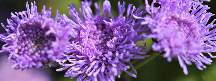 Floss Flower
