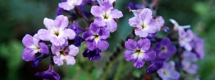 Scented flower : Heliotrope
