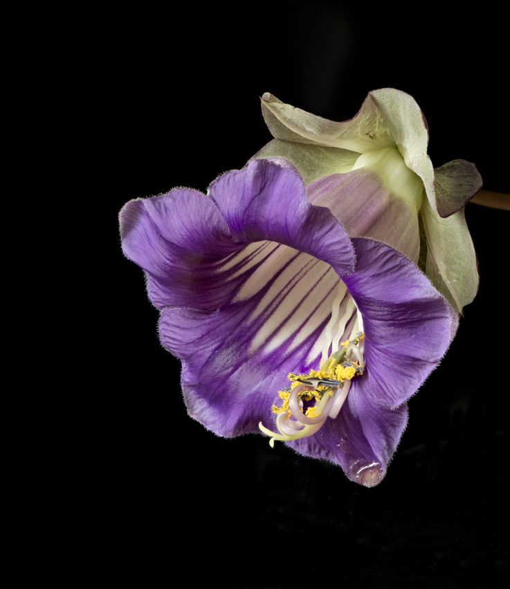Cup and saucer plant Cobaea scandens starting to flush pale purple anthers not yet dehisced