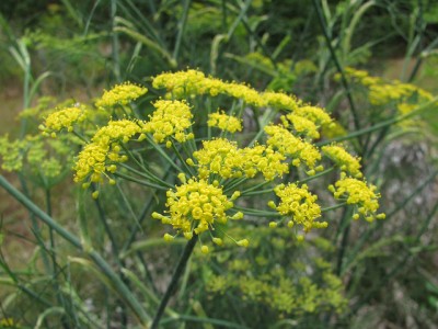 Foeniculum vulgare Flower
