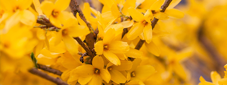 Forsythia flowers