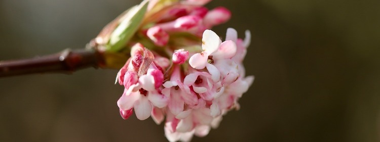 White and Purple Viburnum Flowers