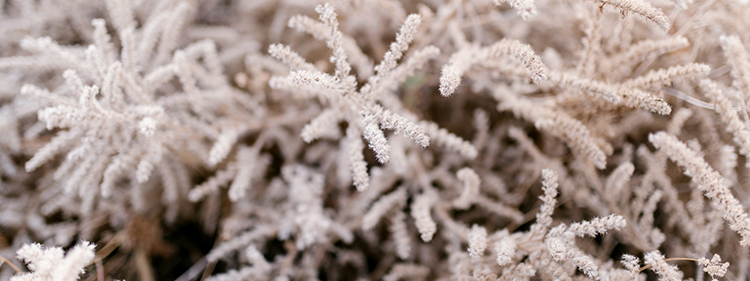 Frost hardy plant