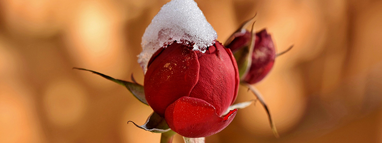 Snow on Rosebud
