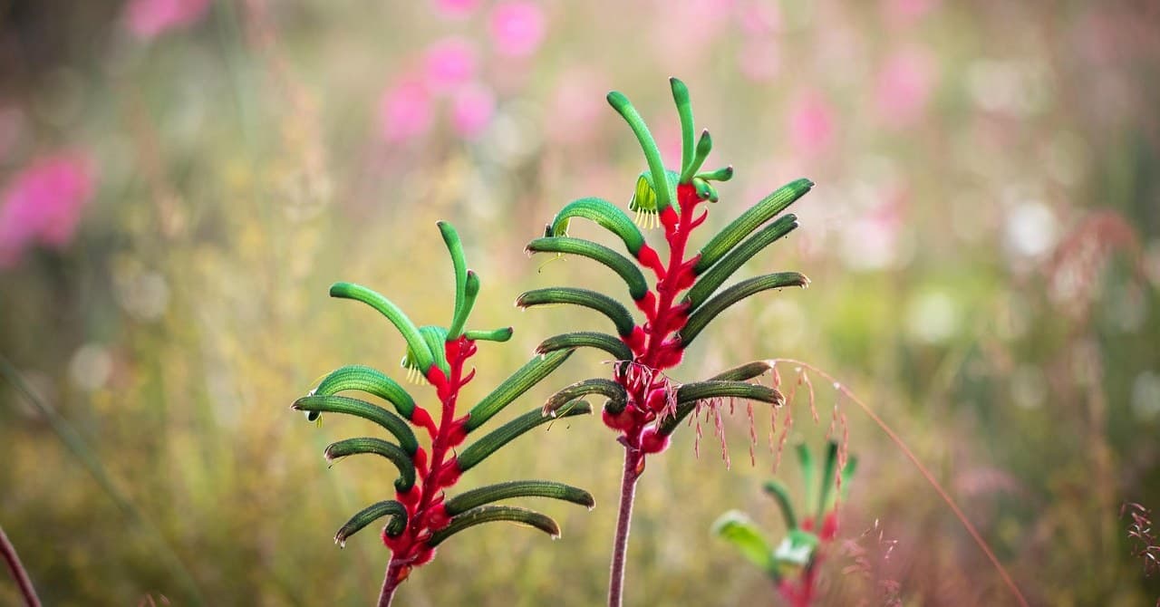 16 Plants That Like Full Sun in Australia (With Care Tips)