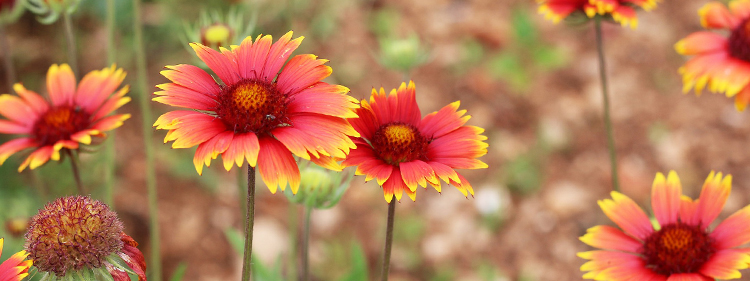blanket flower