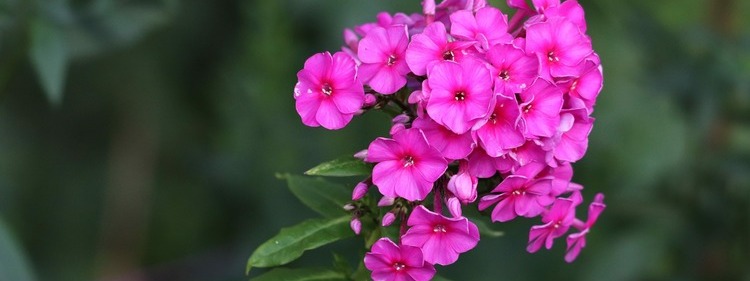 Garden Phlox Scented Flowers