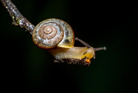 Garden snail