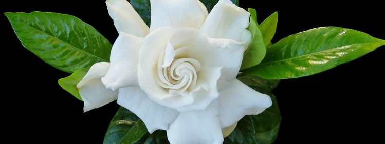 Scented Flower: Gardenia