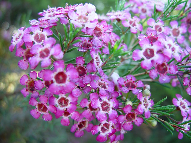 Geraldton waxflower