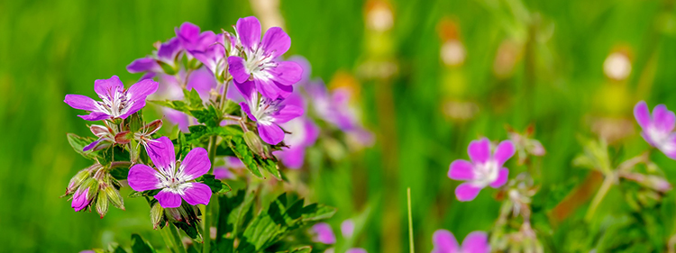 Geranium Flower