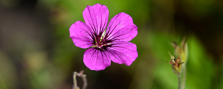 Get your Geranium on