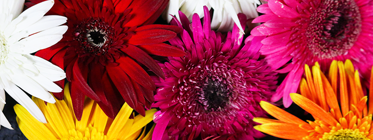 Different Colours of Gerberas