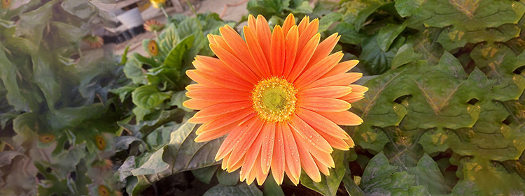 Gerbera jamesonii