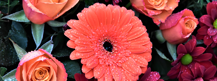 Pink and Yellow Flowers with green leaves