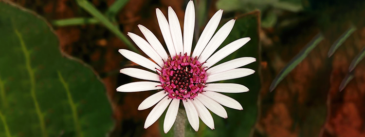 Gerbera viridifolia