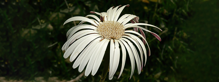 Gerbera Tomentosa