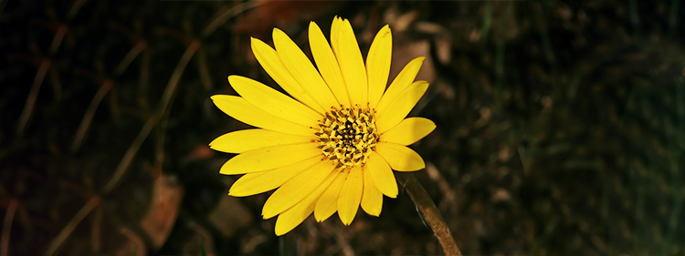 Gerbera Ambigua