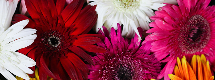 Pink, yellow, white and red Gerberas