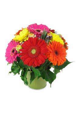 Gerberas