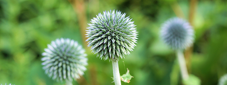 Globe Thistle