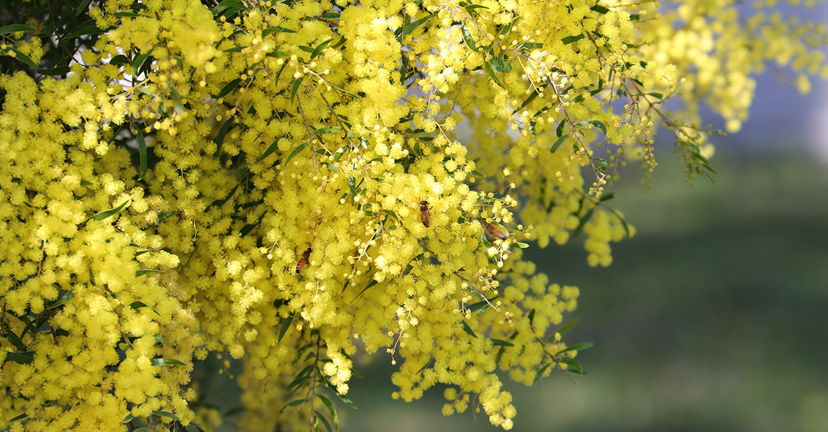 The Australian Wattle Tree – A National Treasure