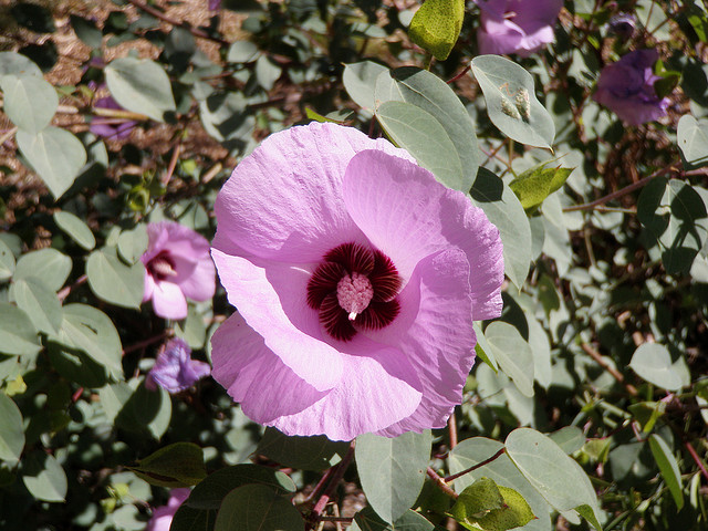 Gossypium sturtianum flowers